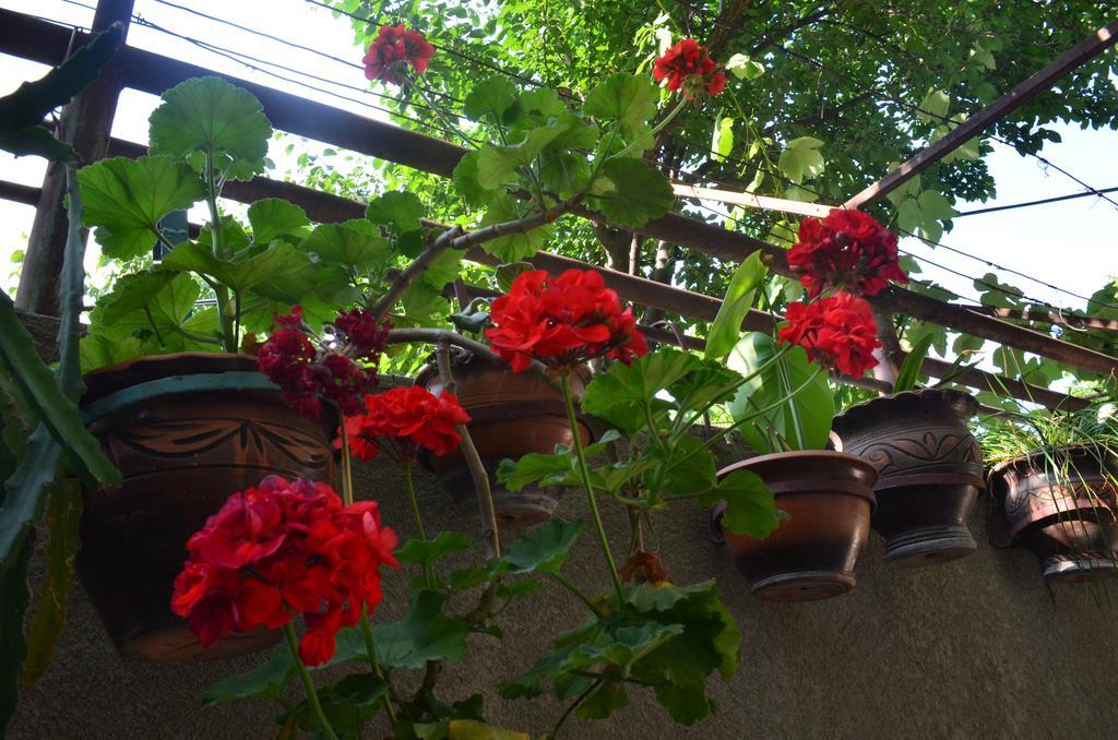 Alex'S Cosy Guesthouse Tbilisi Esterno foto